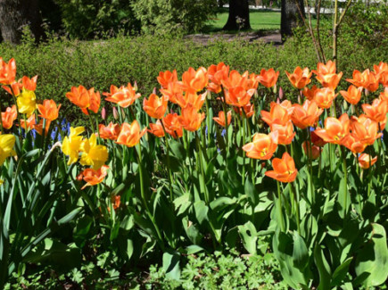 Oransseja tulppaaneja Toivo Pekkasen puistossa