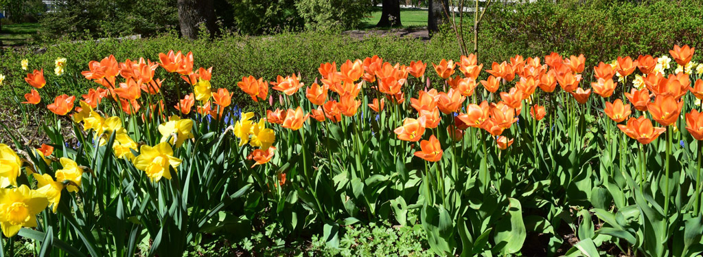 Oransseja tulppaaneja Toivo Pekkasen puistossa