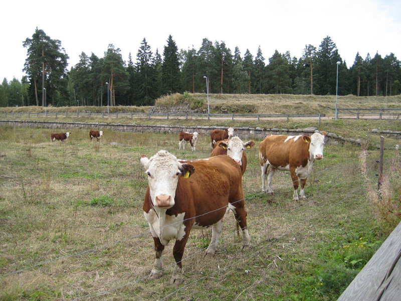 Kotkan Kyminlinnan linnoitusalueen kasvillisuutta on hoidettu kesäisin myös lampaiden, nautojen ja hevosten voimin.