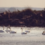 Lintuinfluenssaa Virolahdella - siipikarja syytä suojata koko seudulla