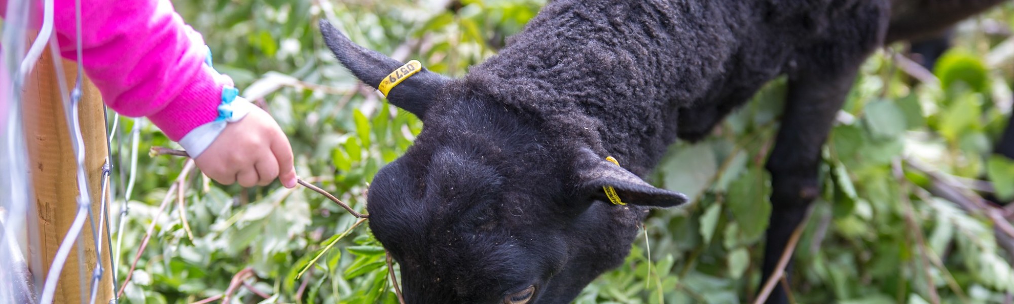 Kuvassa on musta lammas jota lapsi ruokkii.