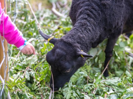 Kuvassa on musta lammas jota lapsi ruokkii.