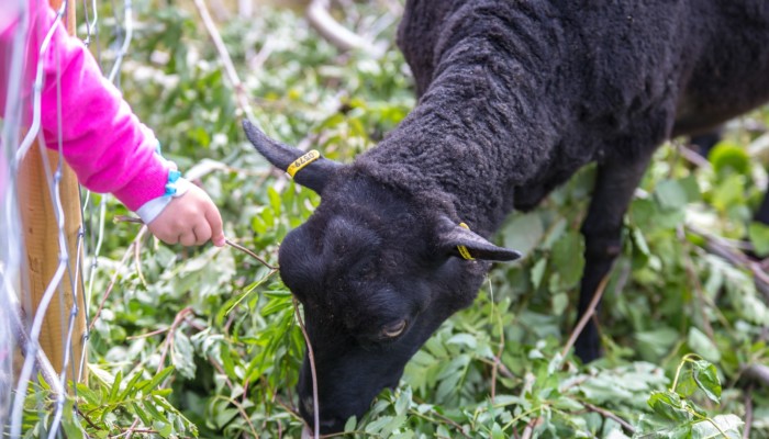 Kuvassa on musta lammas jota lapsi ruokkii.