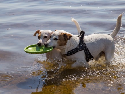 Kaksi koiraa leikkivät frisbeellä vedessä