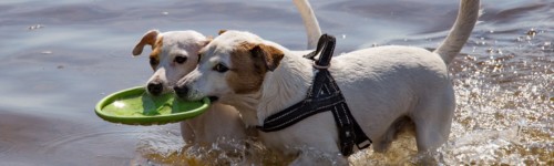 Kaksi koiraa leikkivät frisbeellä vedessä