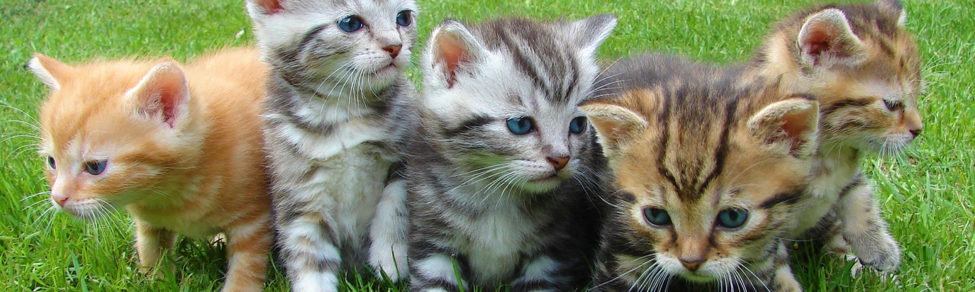Viisi kissanpentua nurmikolla