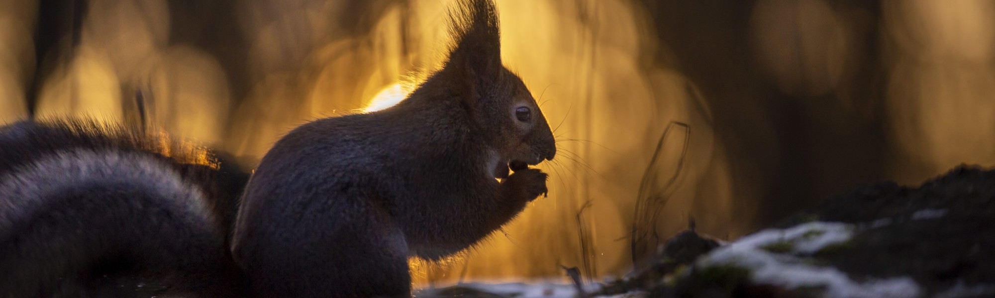 Orava Tervaleppälehdossa