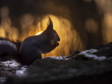 Orava Tervaleppälehdossa
