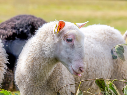 Kuvassa lammas