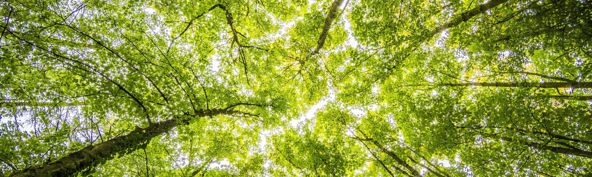 Kuvassa on alhaalta ylöspäin kuvattuna keväisen vihreänä hohtava puiden latvusto.