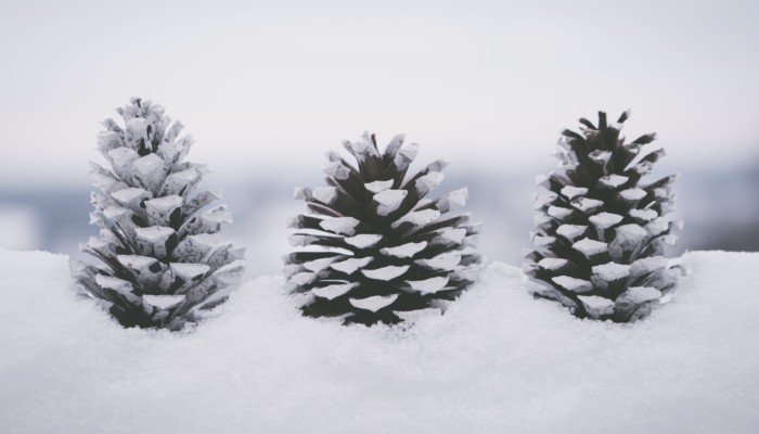Kolme käpyä on asetettu lumihankeen pystyasentoon kuin pienet joulukuuset.