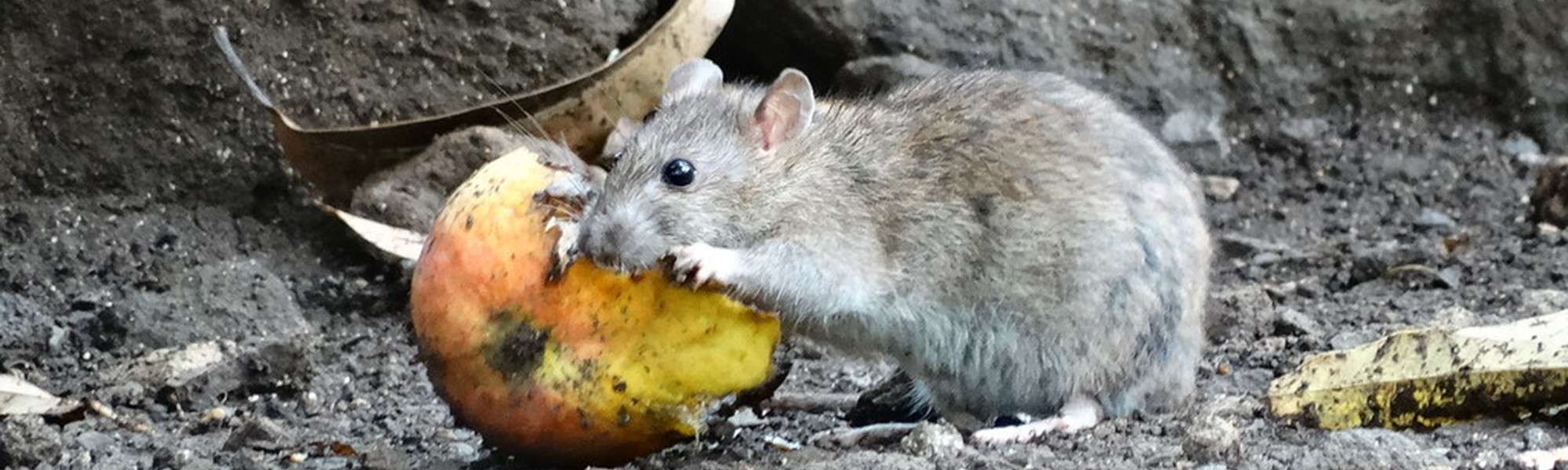 Rotta syö mangoa
