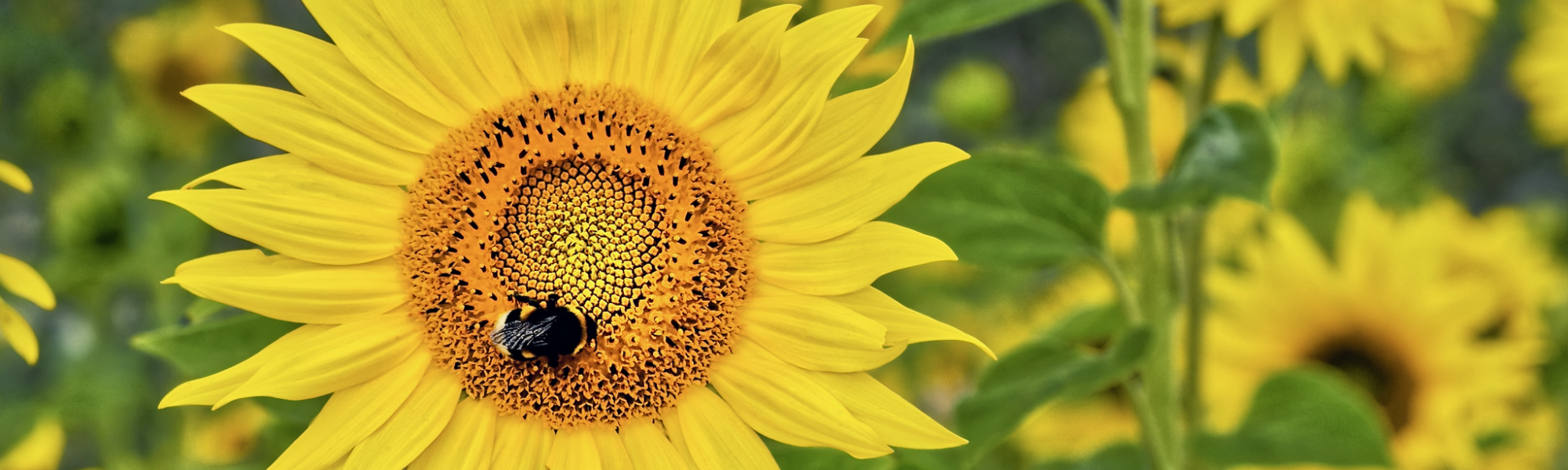 Auringonkukkia. Edessä olevassa kukassa mehiläinen.