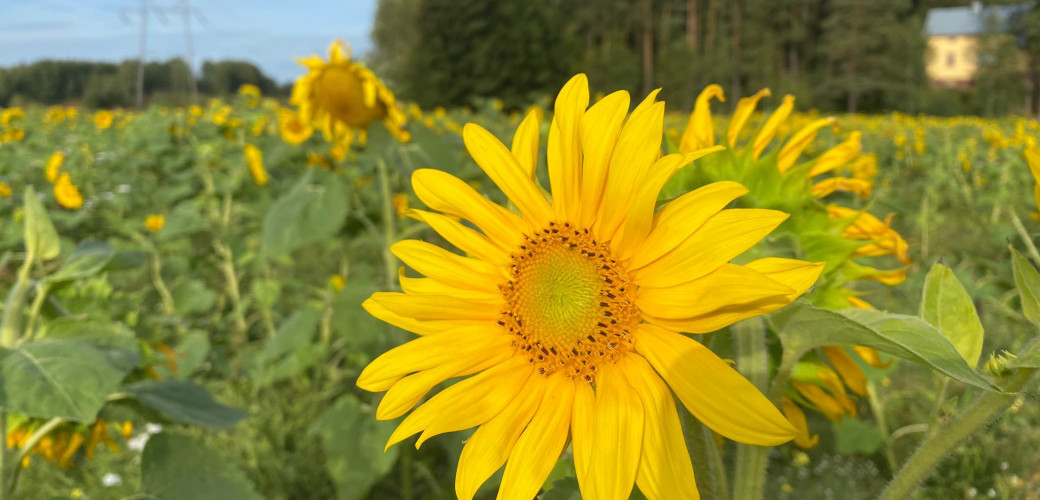 Kuvassa on auringonkukka maisemapellolla