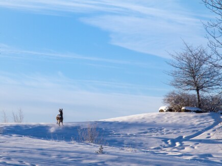 Kauris juoksee poispäin lumisessa maastossa.