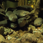 Maretariumin ankeriaat täyttävät 50 vuotta