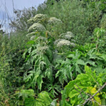 Haitalliset vieraslajit kuriin - osa 3: Jättiputki