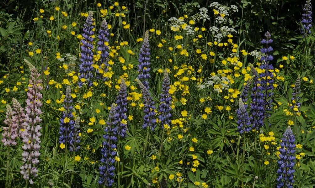 Värikäs lupiini peittää niityn, mutta syrjäyttää samalla alkuperäislajistoa (Jouko Rikkinen, CC-BY-NC-4.0, vieraslaji.fi)