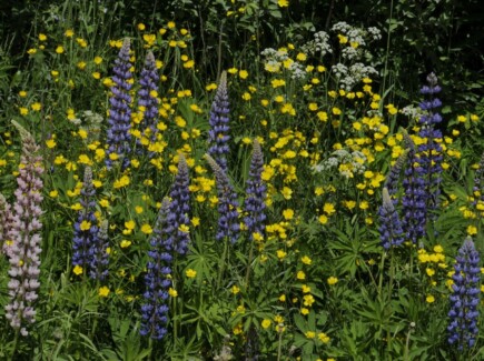 Värikäs lupiini peittää niityn, mutta syrjäyttää samalla alkuperäislajistoa (Jouko Rikkinen, CC-BY-NC-4.0, vieraslaji.fi)